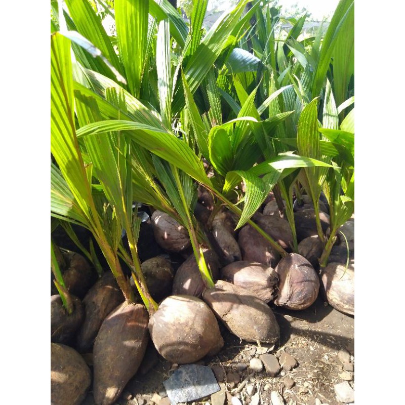 bibit kelapa genjah entok,& kelapa pandan wangi