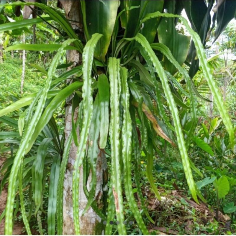 Promo kadaka bintik/kadaka rumpai langka