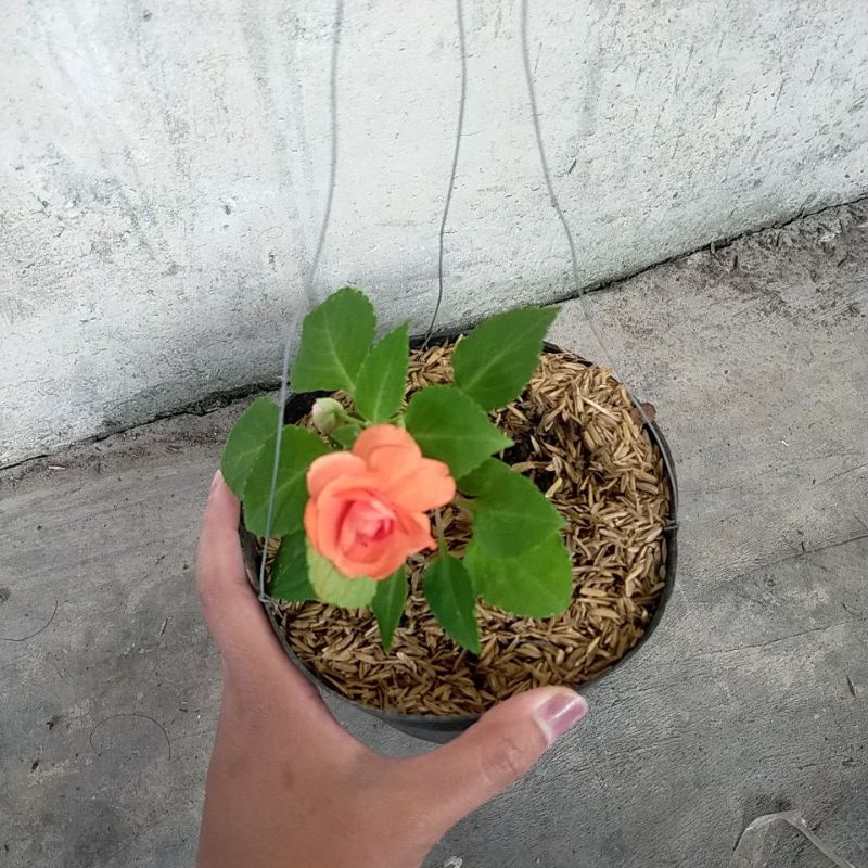 Begonia mawar