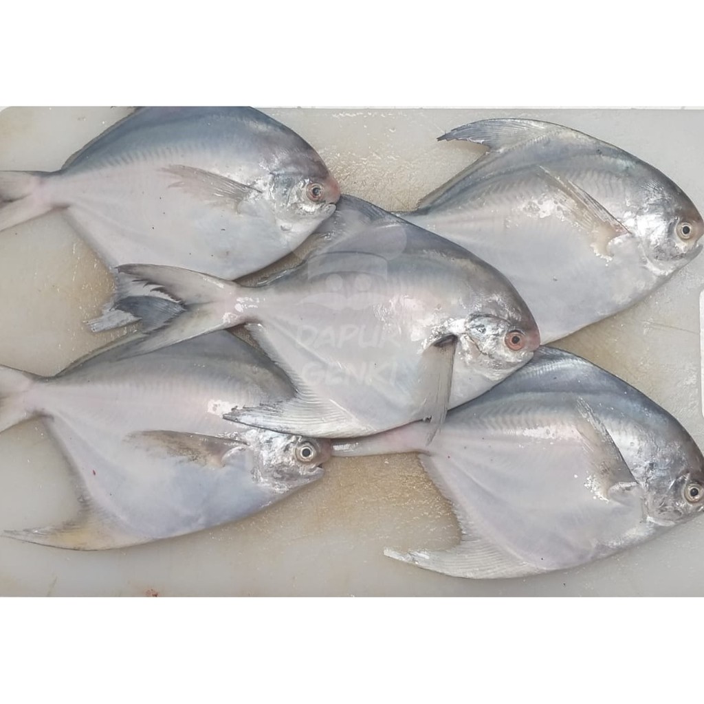 

Bawal Putih (150gr - 250gr / Pcs)