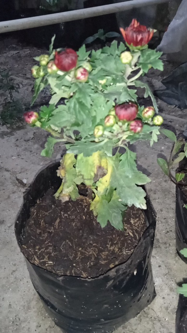 Tanaman Hias Bunga Krisan Pot Isi 5, 1 Warna