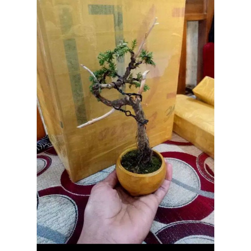 bonsai mini shito - bonsai shito mini