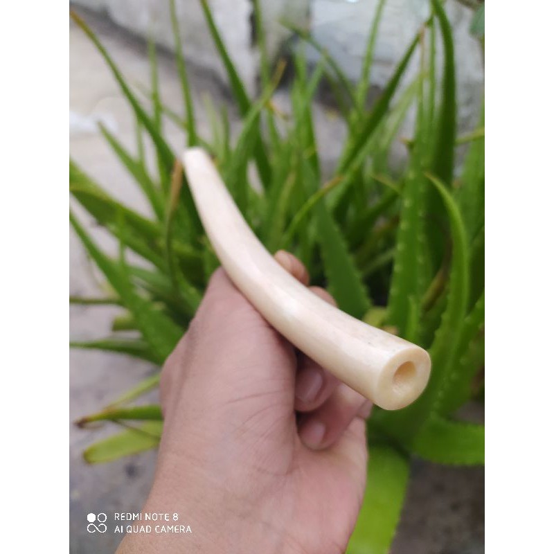 Once Pipa Iga Duyung Kristal asli