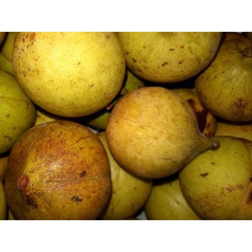 

BIG SALE!! KODE-288 BUAH PALA SEGAR / 1 KG