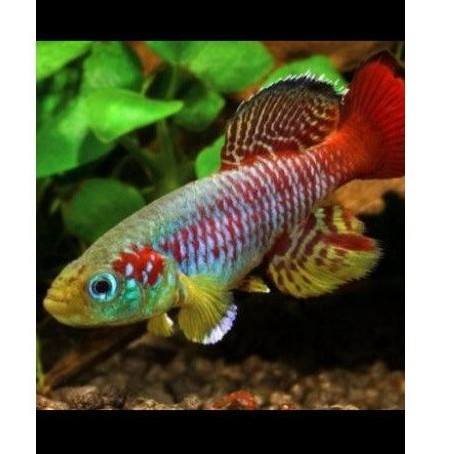 telur killifish guenteri red