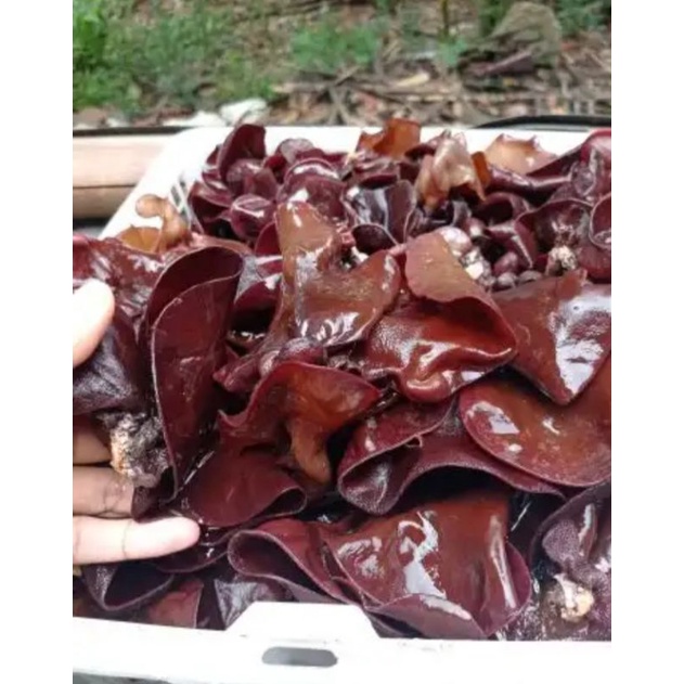 jamur kuping basah 500gr
