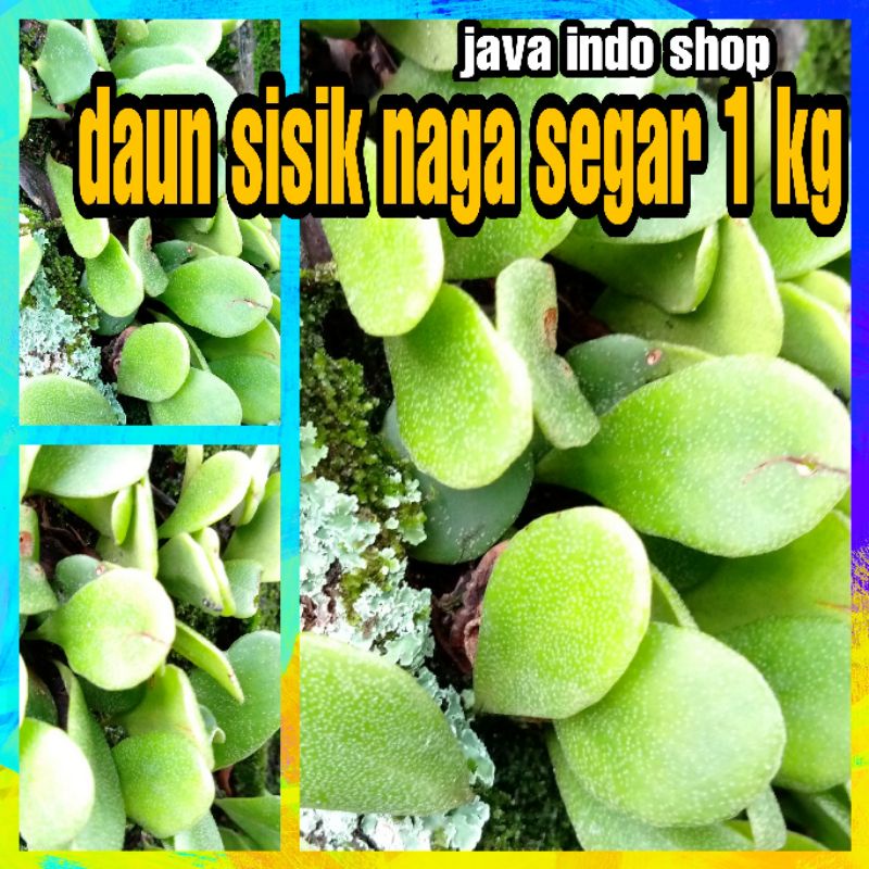 

DAUN PICISAN SEGAR 1 KG /DAUN PICISAN / DAUN