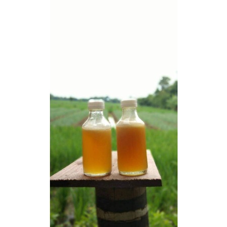 

madu apis dorsata (madu hutan)