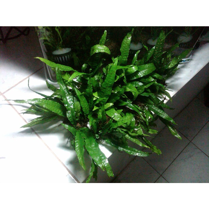 Microsorum Pteropus Java Fern Kadaka 1 Paket 074