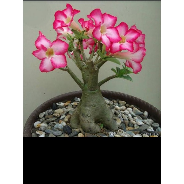 kamboja jepang/ adenium bonsai