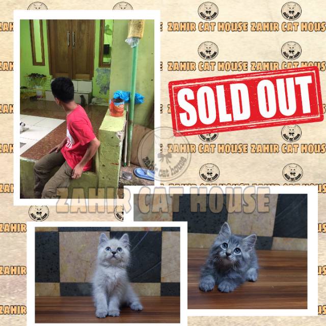 Kucing Persia Sold Out Shopee Indonesia