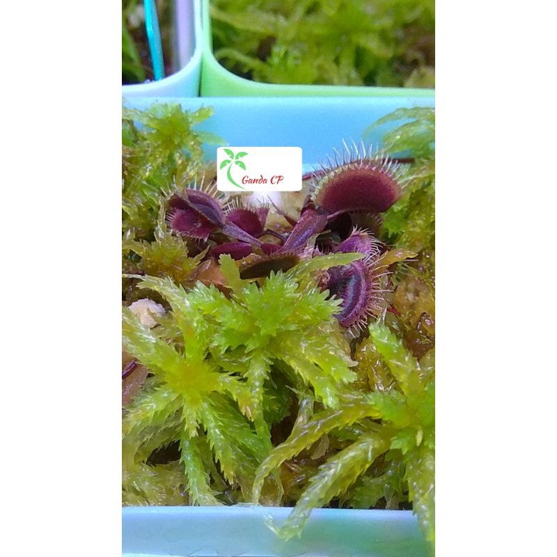 Venus Fly Trap (Big Vigorous, Red Purple, B52, Coq, DCXL, Dentate, Akairyu) Tanaman Pemakan Serangga