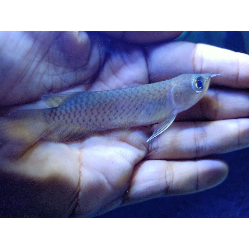 IKAN ARWANA GREEN PINO SIZE 8-10cm