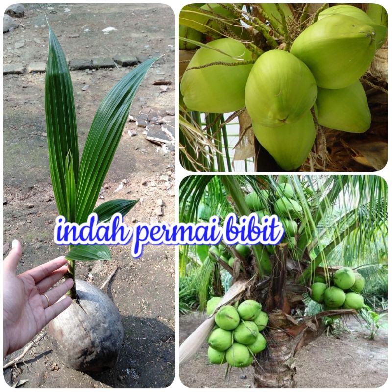 bibit tanaman kelapa pandan wangi asli