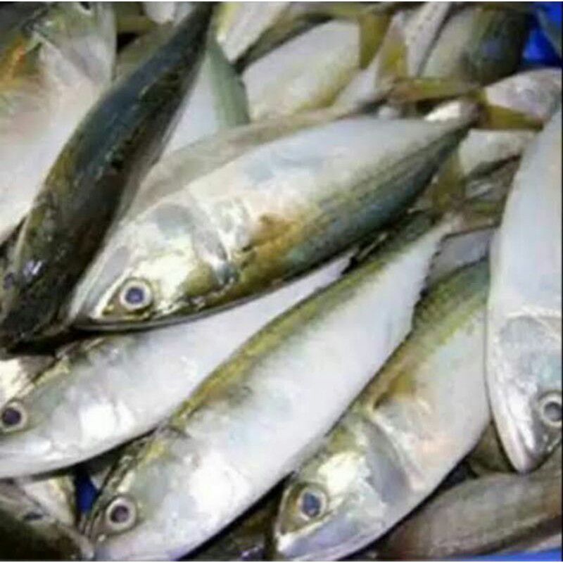 Ikan kembung beku 1kg besar/kecil isi 6-10