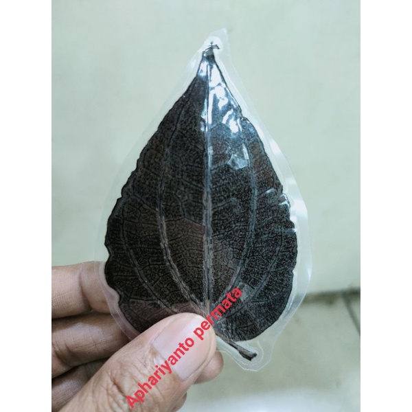 daun sirih hitam asli benda antik & langka
