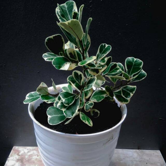 ficus triangularis variegata - beringin kupu kupu variegata - ficus - ficus triangularis