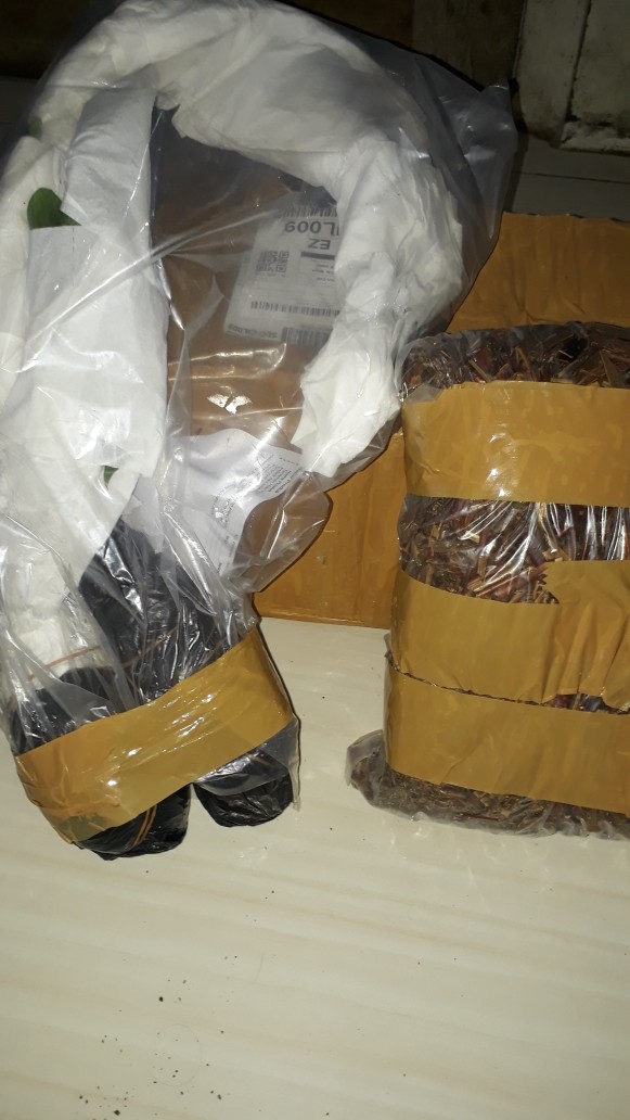 Tanaman Hias Singonim Batik Lokal Sp Tanaman Hias