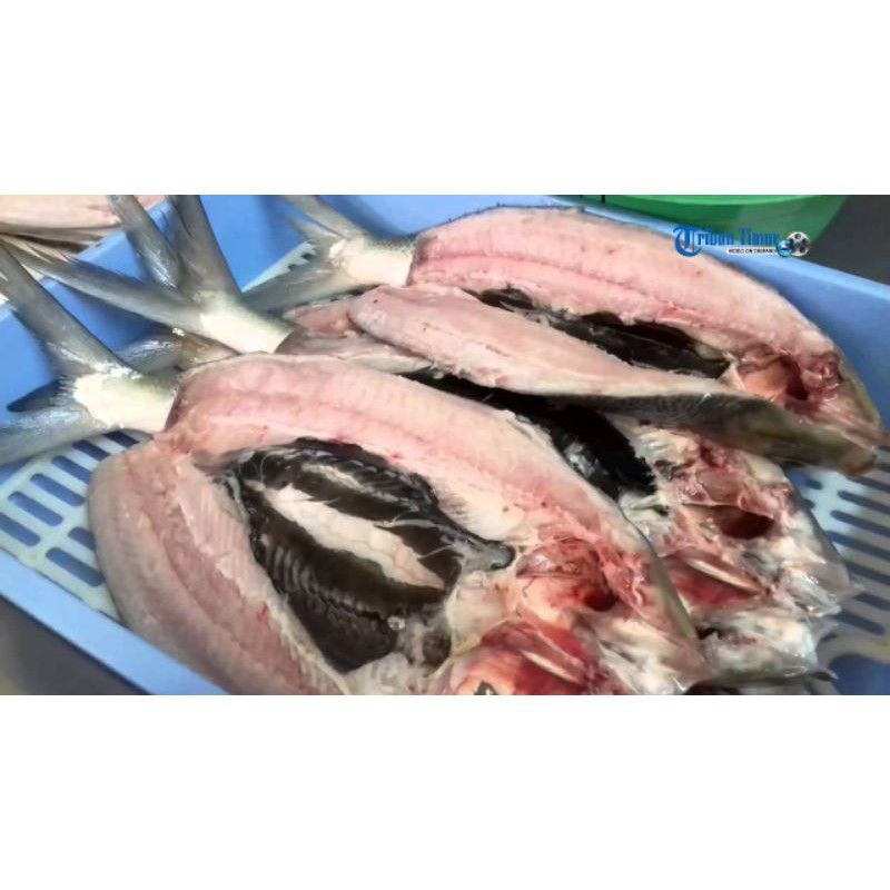 

BANDENG TANPA DURI 1EKOR 300GRAM
