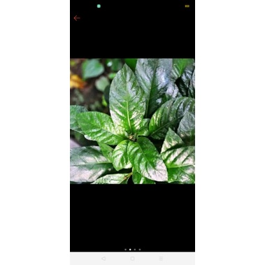

Reundeu, sayur daun rendeu, lalap herbal daun rendeu 300 gram