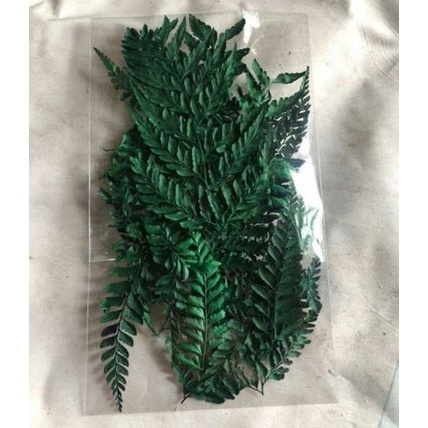 Dry Fern Leaves - Daun Pakis Kering (7-10pcs)