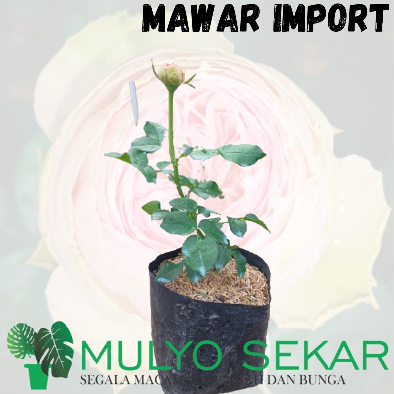 Tanaman mawar sudah berbunga DOLCETTO - tanaman hias bunga mawar IMPORT - kuncup BESAR