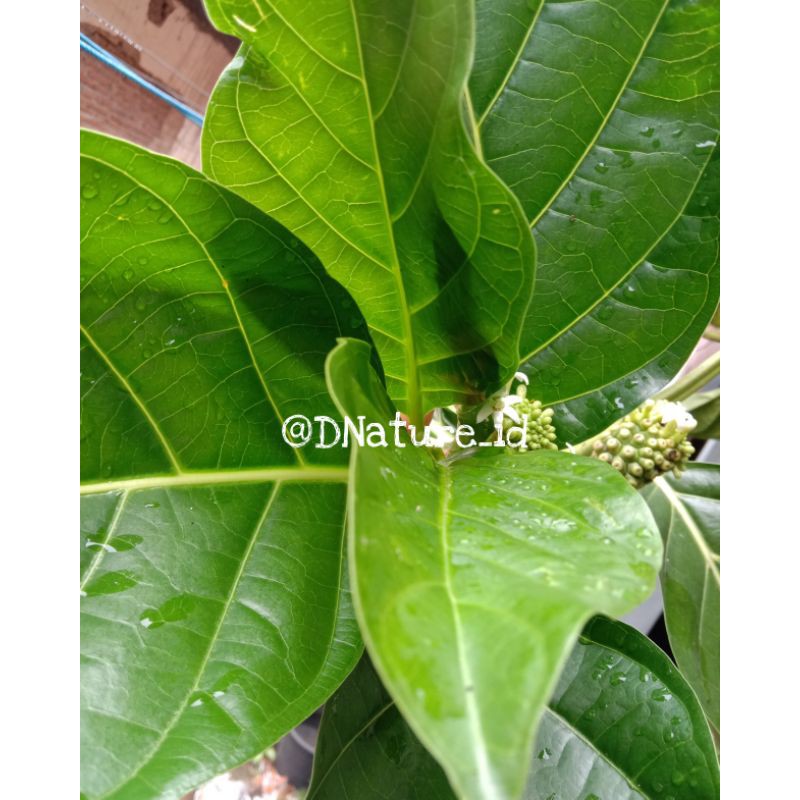 

Daun Mengkudu (ecer/perlembar/daun)