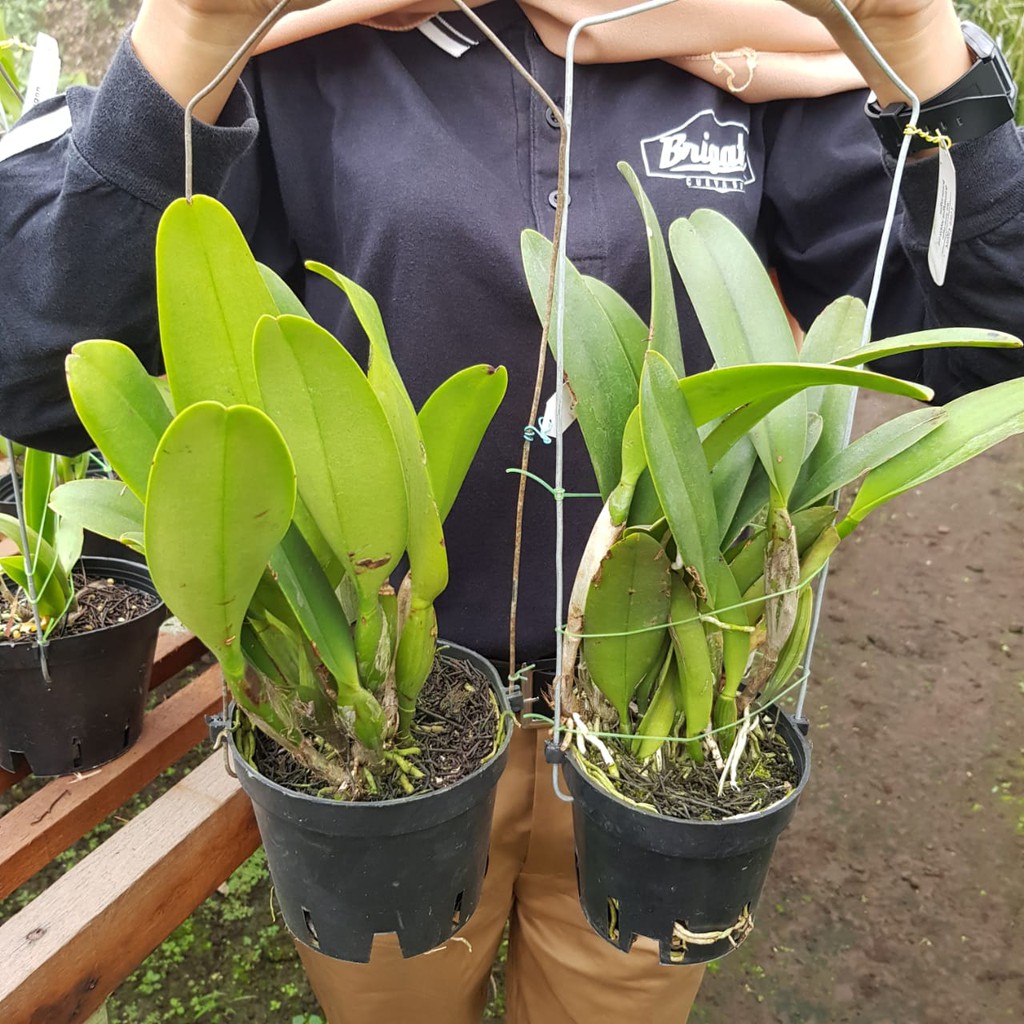 Anggrek Cattleya Dewasa