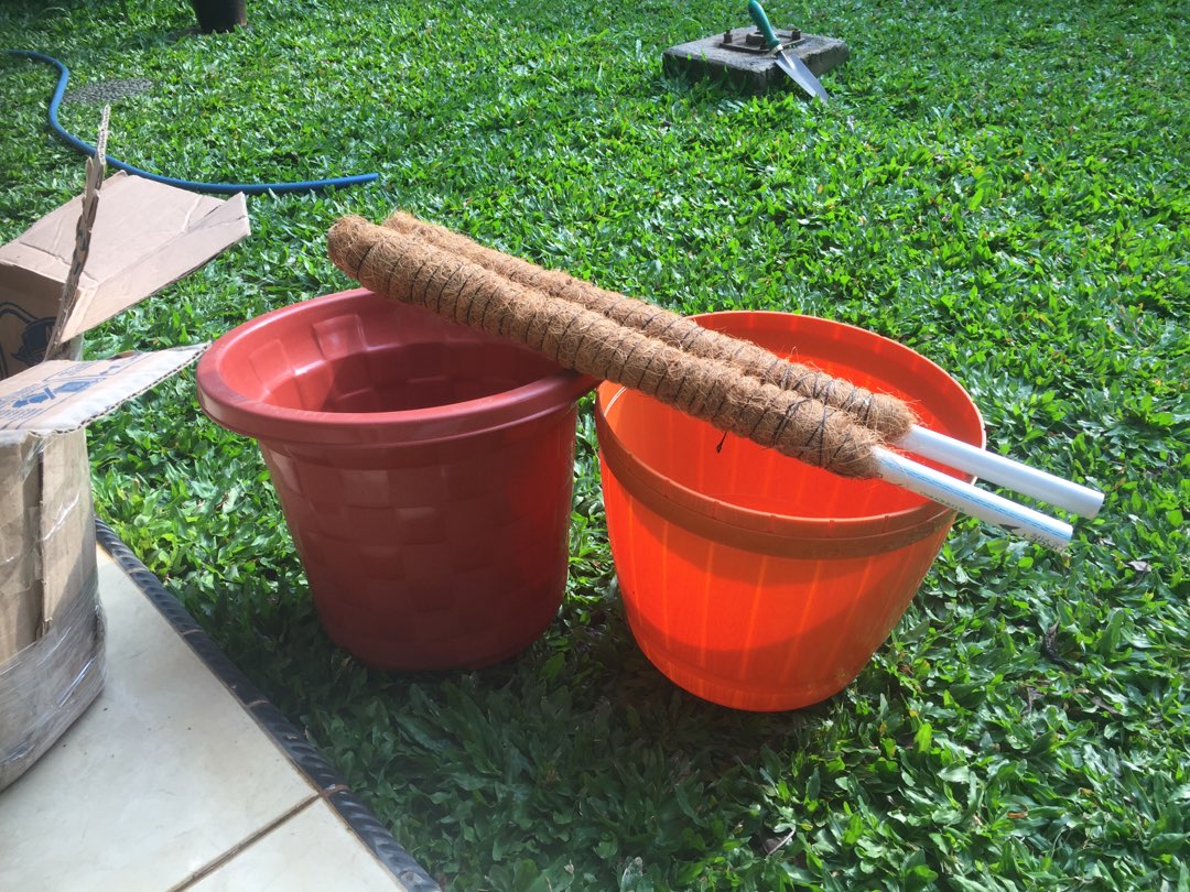 Pot Bunga Akasia Motif Catur 30