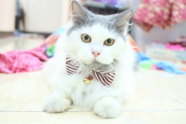 Dasi kucing lucu / bowtie imut / dasi kupu-kupu unik untuk kucing anjing size kitten adult