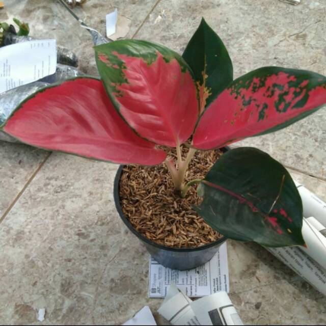 Tanaman hias Aglonema Suksom jaipong-Aglonema sucsom jaipong