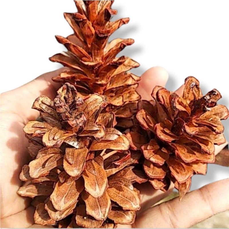 Bunga Pinus sovenir dekorasi Natal dan tahun baru