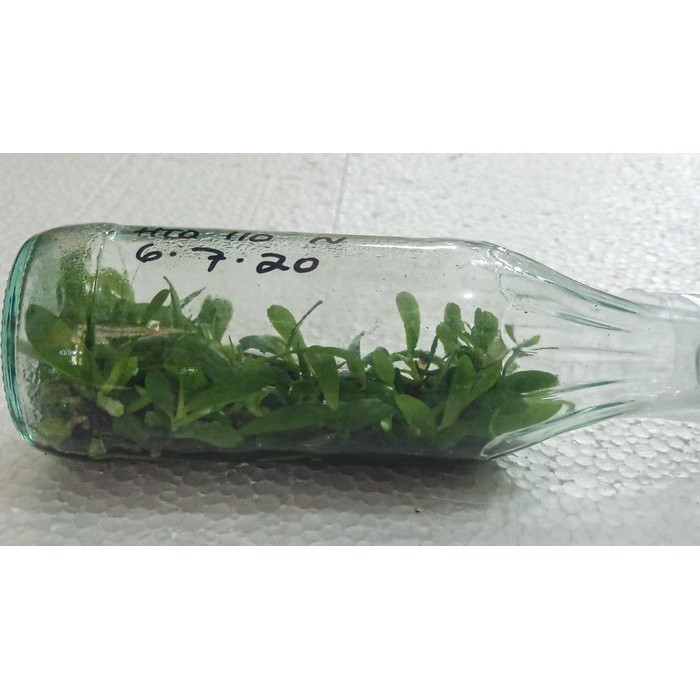 Bibit Bunga Anggrek Bulan ID Botol Persilangan