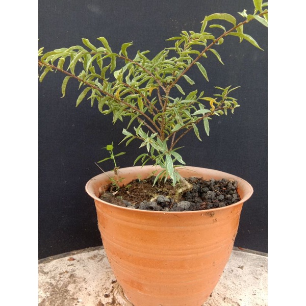 Anting Putri Micro Varigata