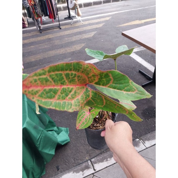 cyrtosperma johnsonii