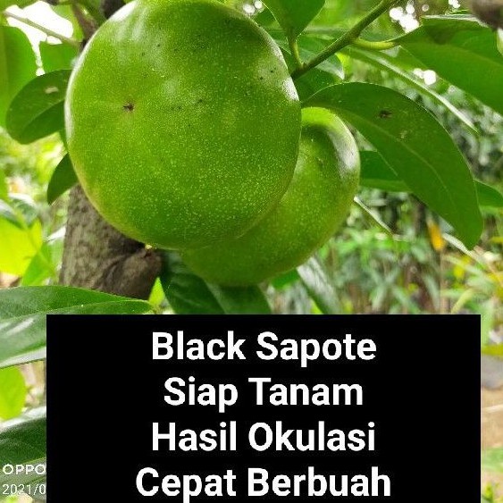 Bibit Sawo Hitam Bibit Buah Sawo Hitam Bibit Buah Buah Black Sapote