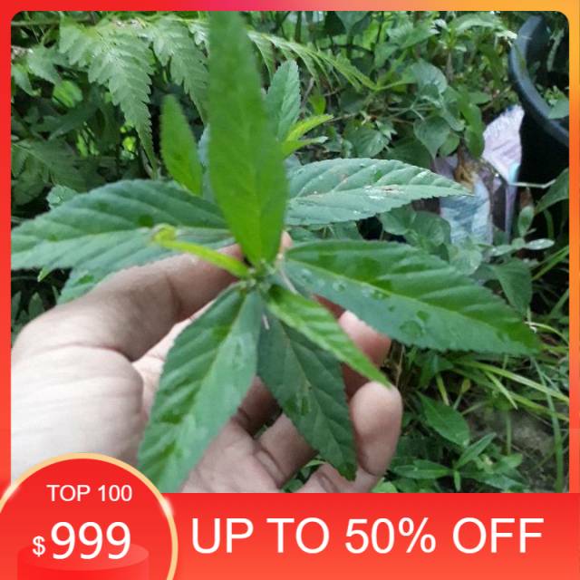 

Ready stock Daun tanaman sidaguri jantan 1kg segar herbal siap petik non pestisida