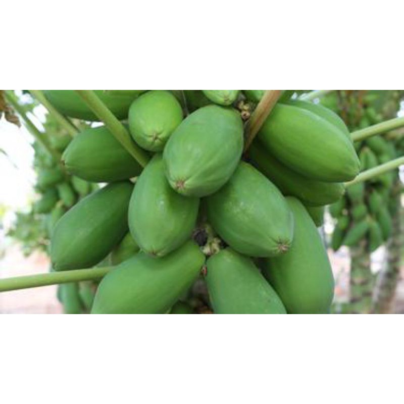 

Pepaya muda/ buah pepaya muda/500g/ warungSBC