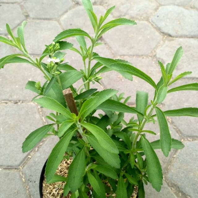Tanaman Stevia