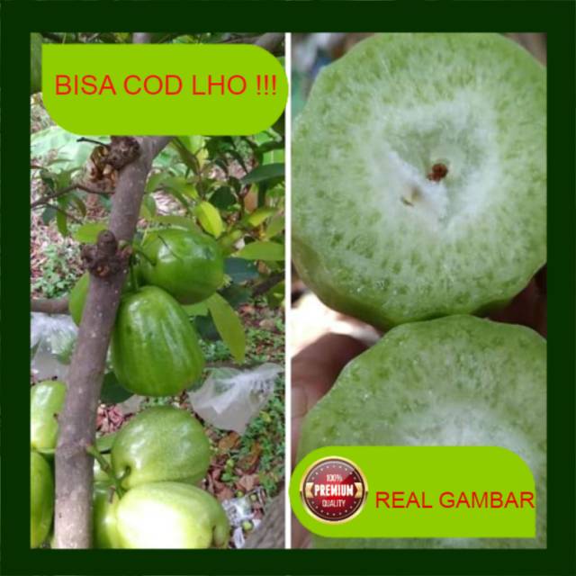 Bibit jambu air super green