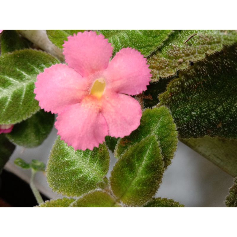 episcia bunga pink / episcia lilemon