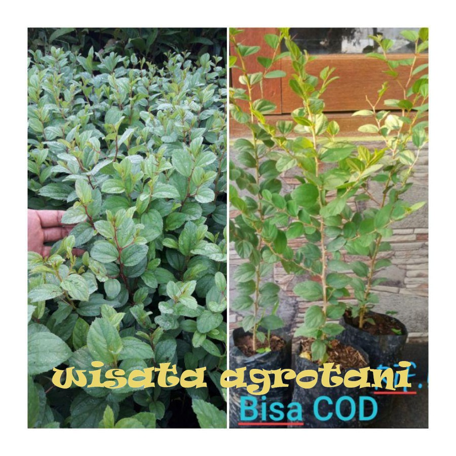 Bibit Bidara Bibit Pohon Bidara Arab ASLI  WISATA AGROTANI