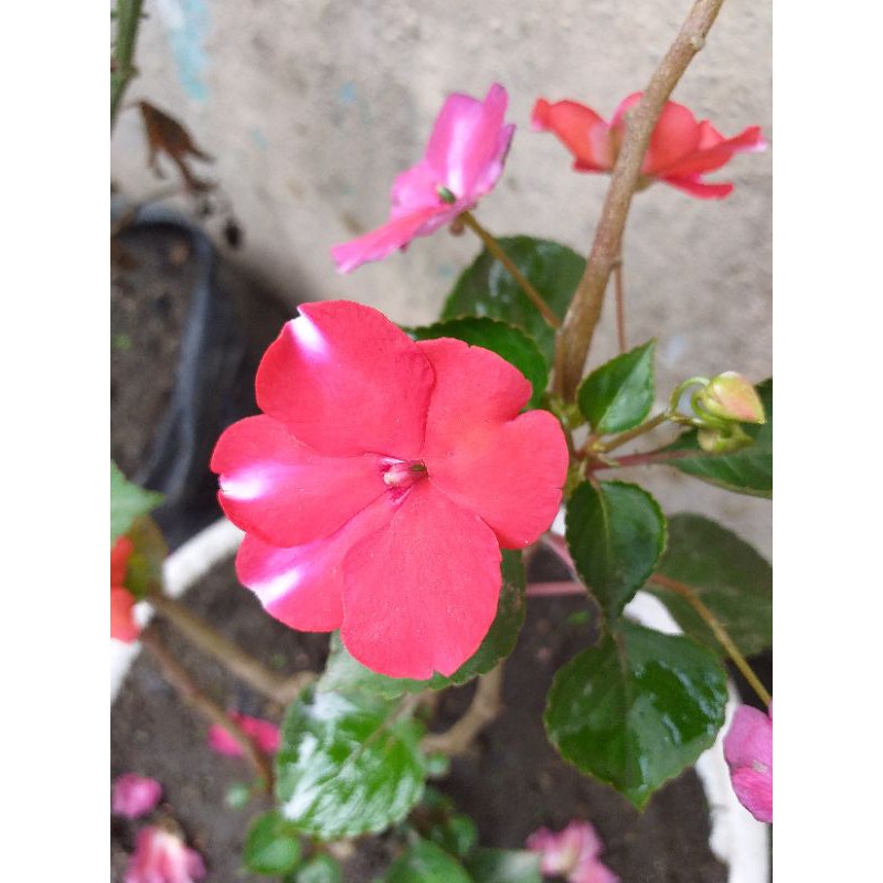 

Bunga dingin