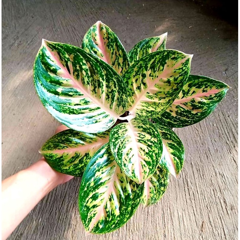 Tanaman Hias Aglonema Twinkle Pink / Tanaman Hias Aglaonema Silver Bell / Tanaman Hias Hidup / Bunga