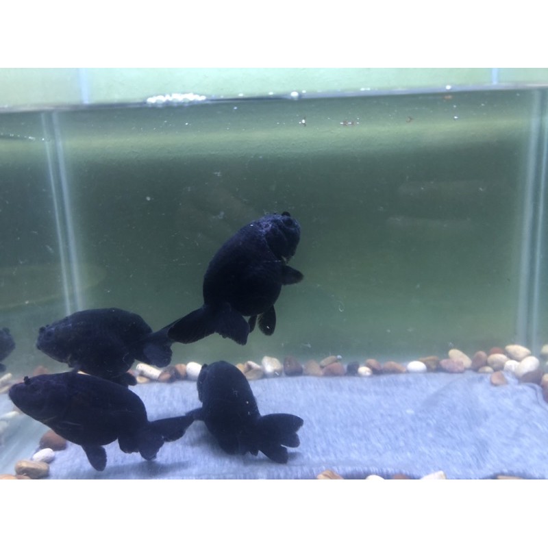 Ikan Mas Koki Ranchu/Rancu Black Solid
