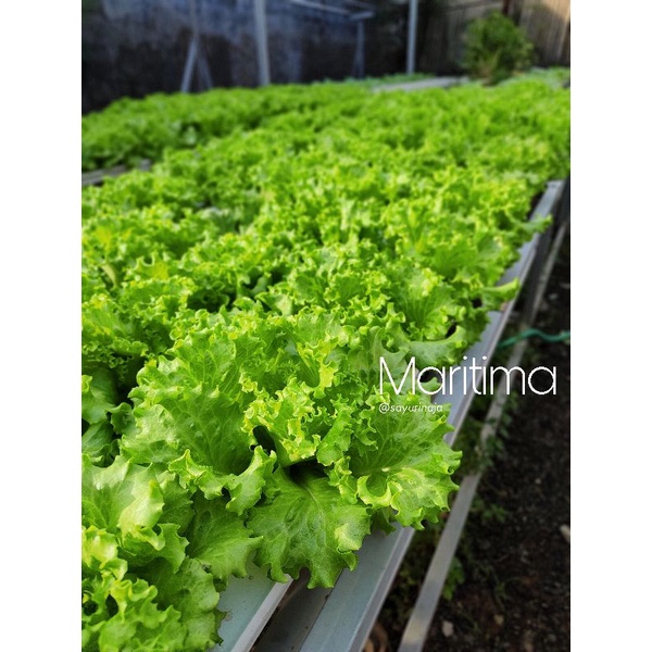 Benih Selada Import Maritima 30 biji