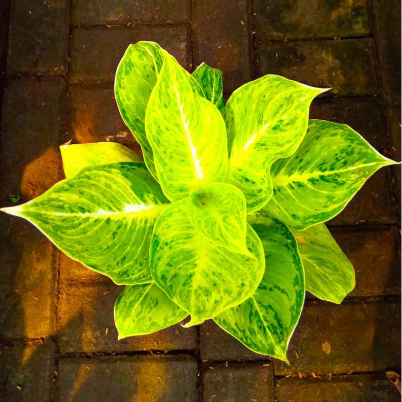 Aglonema Silverqueen Tanaman Hias Bunga Aglaonema silver queen Murah Merah BUKAN bonggol bibit