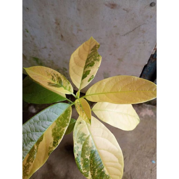 bibit pohon alpukat varigata