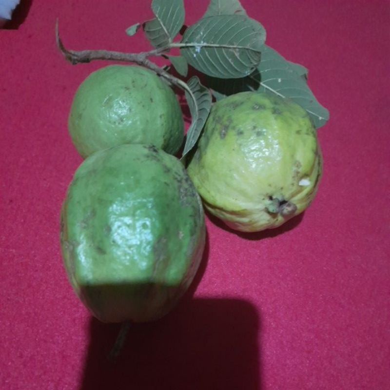 

jambu biji