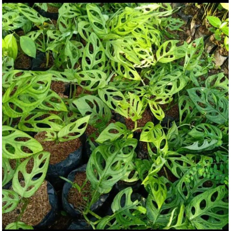 bunga gantung janda bolong. terlaris